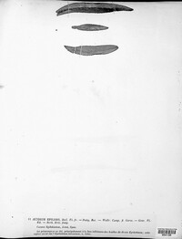 Puccinia pulverulenta image